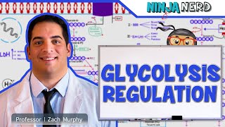 Metabolism  Regulation of Glycolysis [upl. by Aitrop]