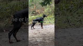 DOBERMANN Reav hört perfekt ‼️ [upl. by Bertold543]