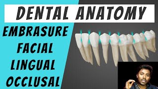 Embrasure  Basics of Dental Anatomy [upl. by Oecam]