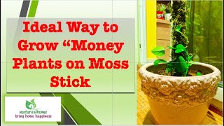 Ideal Way to Grow quotMoney Plantsquot on Moss Stick [upl. by Ritchie]