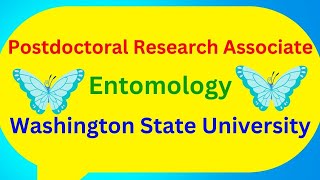 Postdoctoral Research Associate Entomology Washington State University [upl. by Enimzzaj902]