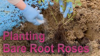 Planting Bare Root Roses – Family Plot [upl. by Tenenbaum]