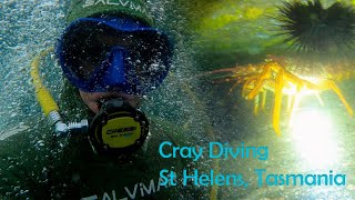 Cray Diving St Helens Tasmania Binalong Bay [upl. by German]