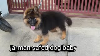 jarman safed dog baby dog doglover jarmansafeddog [upl. by Notliw]