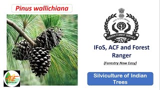 Pinus wallichiana  Silviculture of Indian Trees JPSC ACF and Forest Range Officer and IFoS UPSC [upl. by Ettenej]