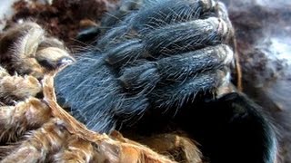 Tarantula molting  must watch [upl. by Ofori]