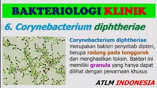 Corynebacterium Diphtheriae  Materi Kuliah TLM Bakteriologi Klinik 1 [upl. by Konstanze]