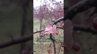 Funny malus hupehensis or Chinese crab apple shorts herbarium snow [upl. by Lidia]