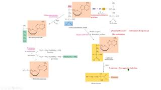 synthesis sadenosylmethionine síntesis sadenosilmetionina bioquimica biochemistry [upl. by Orfurd]