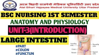 LARGE INTESTINE PART LOCATION FUNCTION  ANATOMY AND PHYSIOLOGYBSC NURSING 5TH SEMESTER [upl. by Halas772]