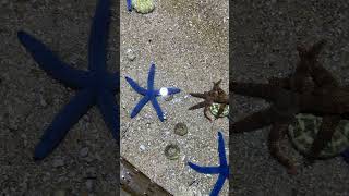 Star fishstarfishwateranimals aquarium vietnam fishaquarium viralvideo travel [upl. by Shamrao]