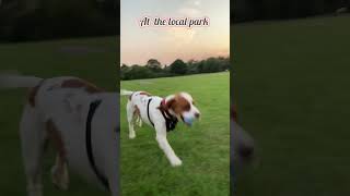 Why Are Dogs Obsessed With Chasing Balls [upl. by Eetnod]