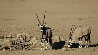 The Majestic Gemsbok No Music [upl. by Erme]