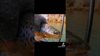 Fall brown trout fishing 2024 newmexicofishing browntroutfishing fishing [upl. by Mazur]