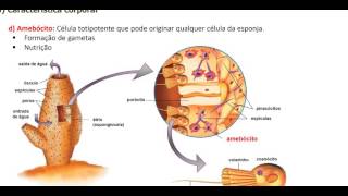 Poríferos características e fisiologia [upl. by Doreen]