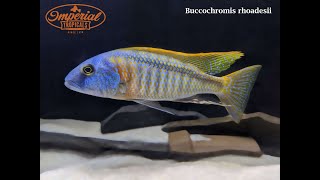 Buccochromis rhoadesii Breeders and Juvies and Malawi Gar at Imperial Tropicals [upl. by Charters]