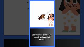 Cockroach [upl. by Oel]