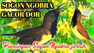 Burung Sogon Ngobra Ampuh Buat Masteran Sogon Bahan [upl. by Lolly]