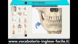 Vocabolario Inglese Facile Il Corpo Umano httpwwwfacileanglaiscom [upl. by Nylrats164]