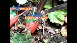 Strawberry picking robot in action Video shows strawberry and cuttinggrabbing point detection [upl. by Francene]