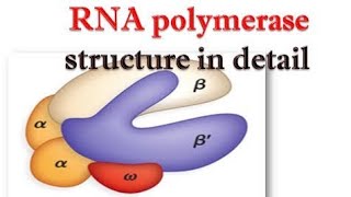 RNA polymerase enzyme Structure in detailfunctionTypes of RNA polymerase Ist IInd IIIrd [upl. by Sadie]