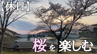 【休日】休日に美しい桜を眺めながらお茶菓子を楽しむ46歳。 [upl. by Adidnac]