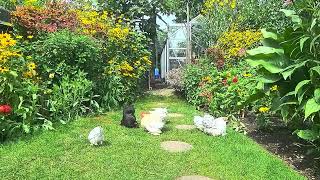 Pekin Bantams Bantam Chickens Backyard Chickens enjoying the garden [upl. by Adnim]