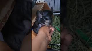 annoyed chinchilla noises 😂😂chinchilla viralshorts exoticpets viralanimals cuteanimals [upl. by Einnep]