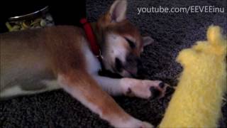 EEVEE Random Clip  Puppy Dreams  10 Weeks Old Cute Shiba Inu Puppy [upl. by Aryam]