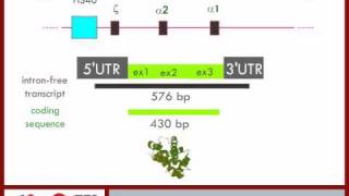 The Nucleotide Sequence of the Alpha Globin Gene pt 5  6 [upl. by Attey639]