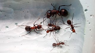 Boosting Formica Pratensis ant colony size [upl. by Naeroled222]