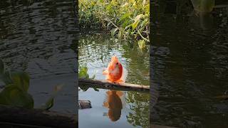 MANCING DI KUBANGAN AIR DAPAT REDD DEVIL MERAH [upl. by Solim657]