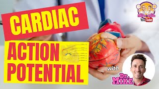 Cardiac Action Potentials [upl. by Naeruat]