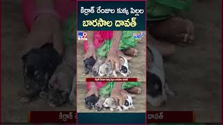 iSmart News  కిర్రాక్ రేంజుల కుక్క పిల్లల బారసాల దావత్  Barasala Dawat to Dog Puppies  TV9 [upl. by Nonac]