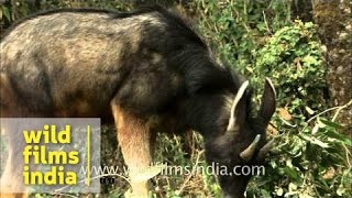 Serow grazing in Himalayan forest [upl. by Kamp786]