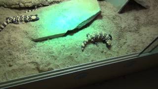 Gila Monsters [upl. by Jaban291]