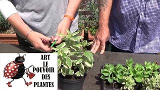 Tuto JardinageComment Bouturer un Lysimachia punctata alexander Plante vivace [upl. by Beale]