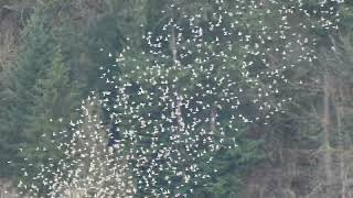 Dunlin flock flying birds in unison murmuration at Nisqually National Wildlife Refuge birds [upl. by Tod]