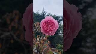 A Shropshire Lad in autumn rose england davidaustinroses gardentips [upl. by Salangia]