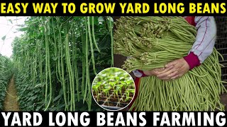 Long Beans Farming  How To Grow Yard Long Beans From Seed  Growing Long Beans [upl. by Uot]