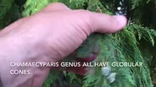 Port Orford Cedar Chamaecyparis lawsoniana identification tips [upl. by Melodee]