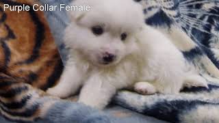 4 weeks old American Eskimo Puppies [upl. by Michaella]