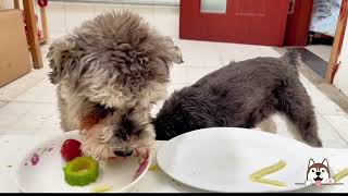 Pet Dog Food Reviews 2024 🐶 Dogify TV Dogs Series 20 🐶🍔 Funny Puppies Food Review Channel Videos [upl. by Addison]