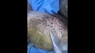 Ingrown hair 🤮 ingrownhair dogspaw [upl. by Gnehc]