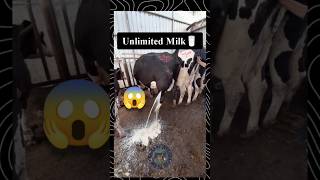 Unlimited Milk 🍼 या फोड़ा cow cowtreatment cattle farming goat farm shorts viralvideo [upl. by Firmin]