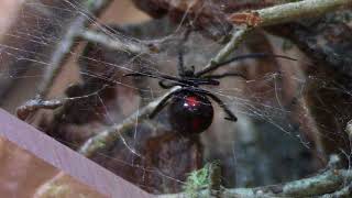 Black Widow vs Cricket [upl. by Kcuhc837]