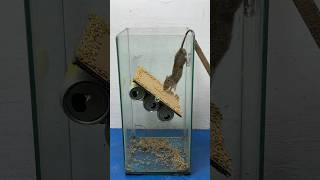 Easy humane mouse trap idea using grain bait at home mousetrap rat rattrap shorts [upl. by Itoc]