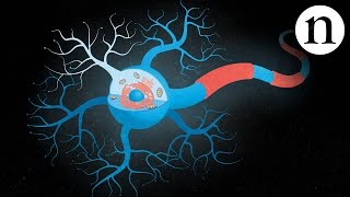 Inside ALS The neurons behind the disease [upl. by Roddie]