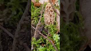 Nouvelle pousse de morilles coniques 2023 [upl. by Aneloaup343]