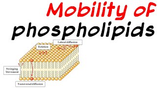 Mobility of phospholipid [upl. by Hardie132]